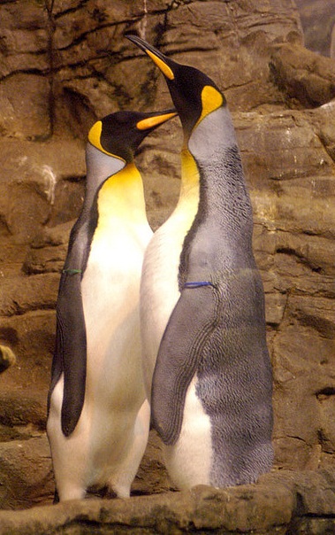 penguins by axinar